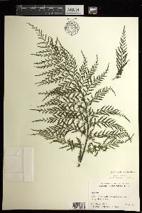 Asplenium schizophyllum image