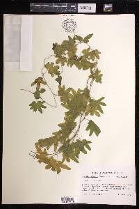Lygodium palmatum image
