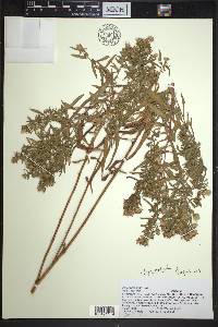 Symphyotrichum praealtum image