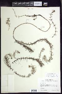 Myriophyllum heterophyllum image