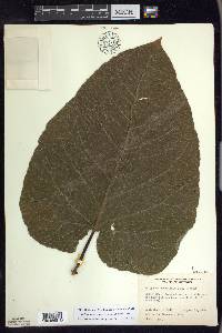 Fallopia sachalinensis image