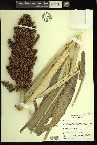 Sorghum bicolor image