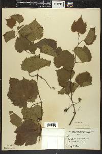 Vitis riparia image