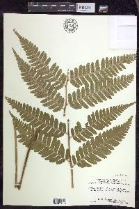 Dryopteris goldieana image