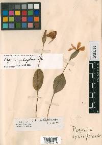 Pogonia ophioglossoides image