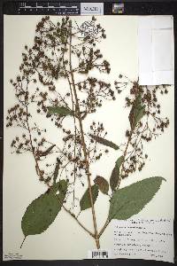 Scrophularia marilandica image