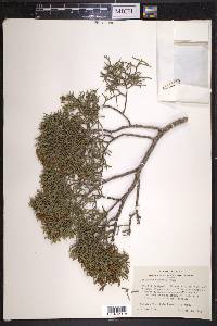 Juniperus pinchotii image