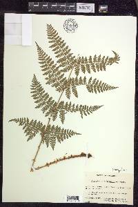 Dryopteris × triploidea image