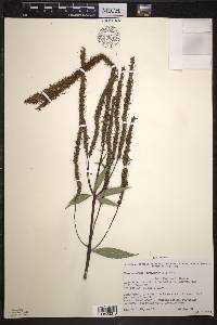 Veronicastrum virginicum image