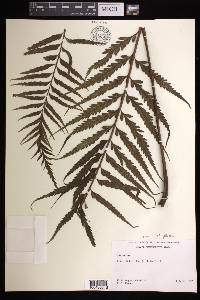 Asplenium cookii image