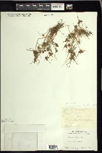 Cyperus bipartitus image