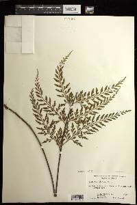 Asplenium sphenotomum image