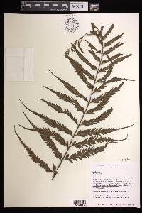 Asplenium cookii image