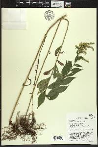 Solidago rugosa var. rugosa image