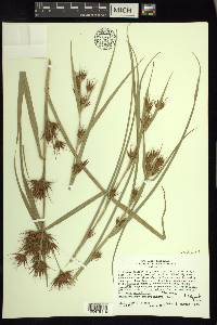 Rhynchospora macrostachya image