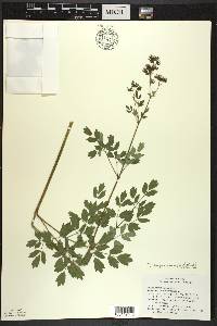 Thalictrum dasycarpum image