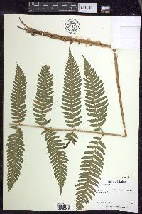 Dryopteris goldieana image