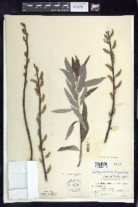 Salix sericea image