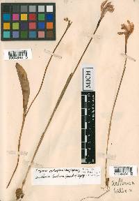 Arethusa bulbosa image