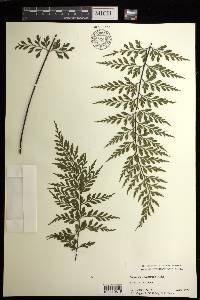 Asplenium sphenotomum image