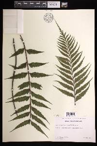 Asplenium cookii image