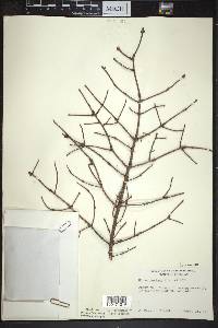 Picea mariana image