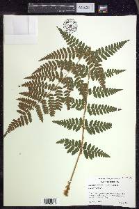 Dryopteris × boottii image