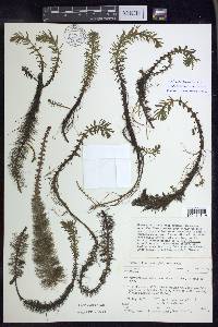 Myriophyllum heterophyllum image