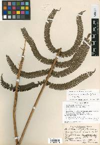 Polystichum mucronifolium image