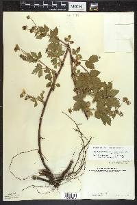 Rubus flagellaris image