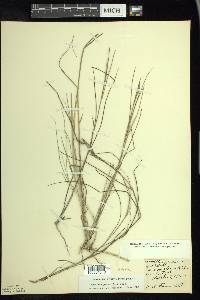 Spartina patens image