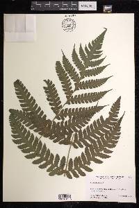 Lonchitis hirsuta image