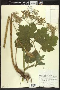 Heracleum sphondylium image