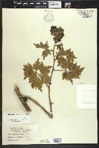 Rubus laciniatus image