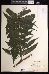 Lonchitis hirsuta image
