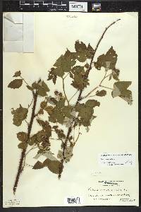 Rubus occidentalis image