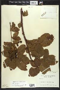 Rubus frondosus image