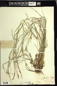 Carex pallescens image