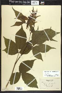 Rubus canadensis image