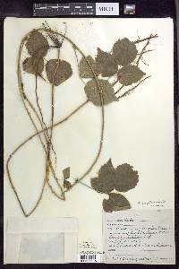 Rubus flagellaris image