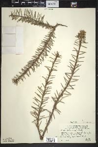 Abies balsamea image