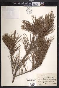 Pinus glabra image