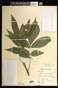 Carya laciniosa image