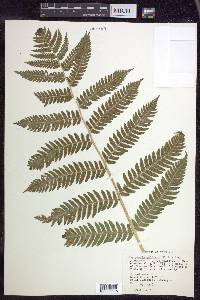 Dryopteris goldieana image