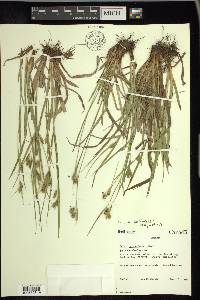 Carex pallescens image