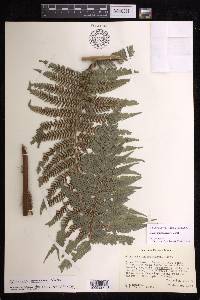 Dicksonia navarrensis image