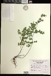 Adiantum poiretii image