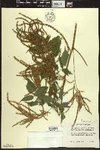 Aruncus dioicus image