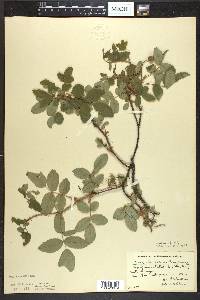 Rosa acicularis image