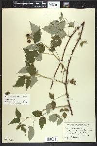 Rubus occidentalis image